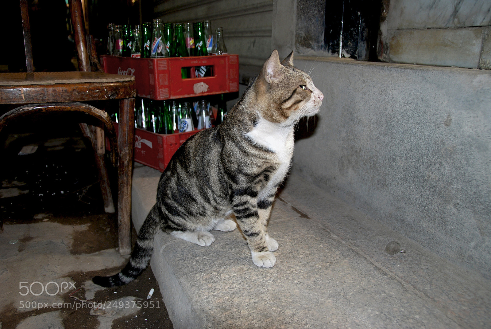 Nikon D80 sample photo. Boss of the cairo photography