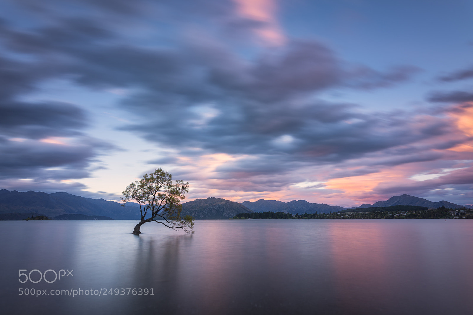 Nikon D810 sample photo. That wanaka tree photography