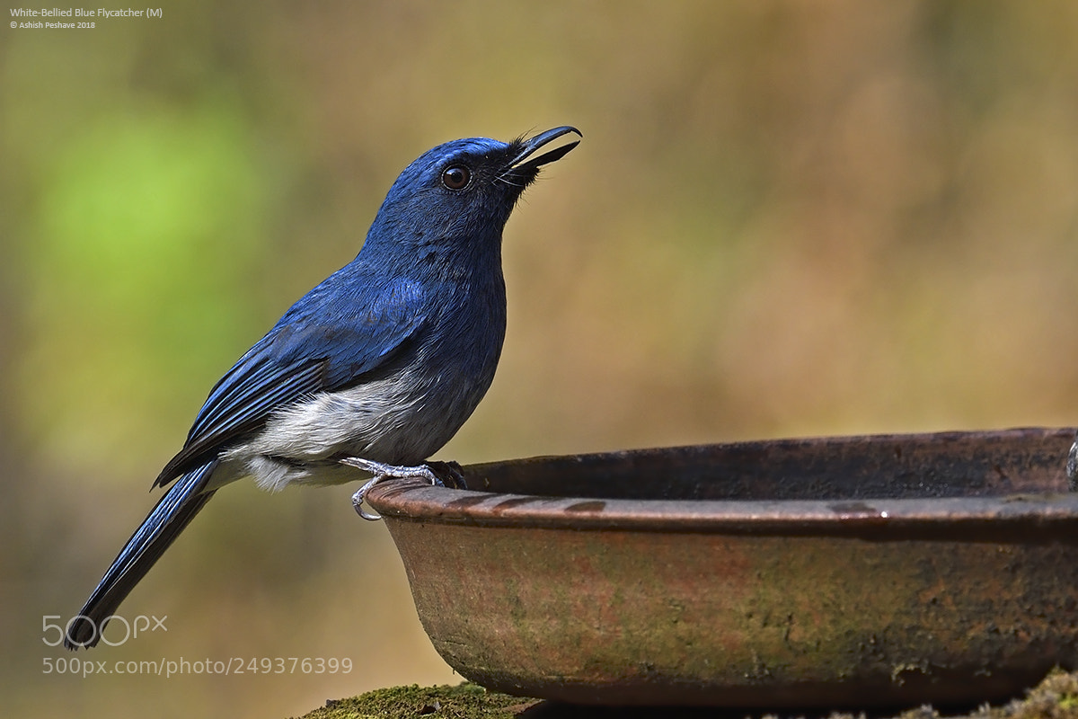 Nikon AF-S Nikkor 200-500mm F5.6E ED VR sample photo. Beating the heat photography