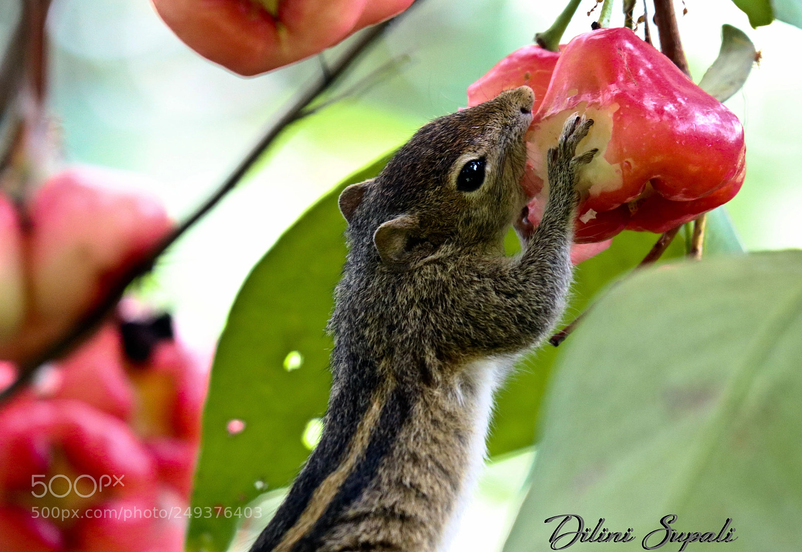 Canon EOS 80D sample photo. My breakfast photography