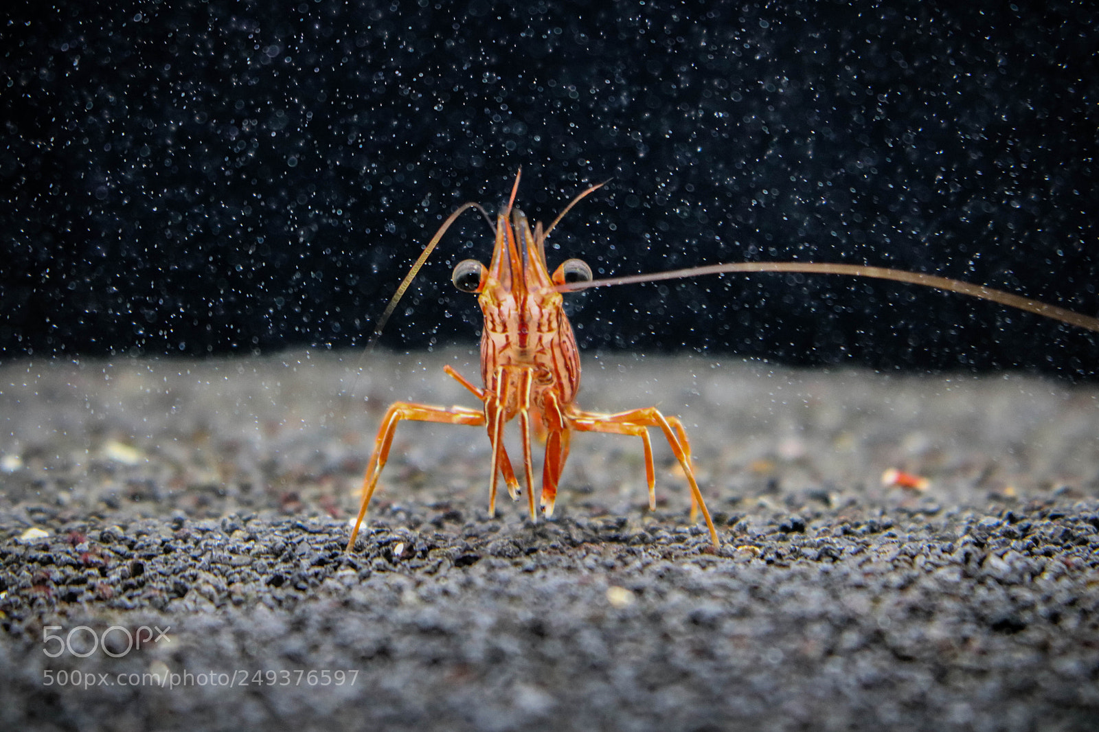Canon EOS 750D (EOS Rebel T6i / EOS Kiss X8i) sample photo. Crab photography