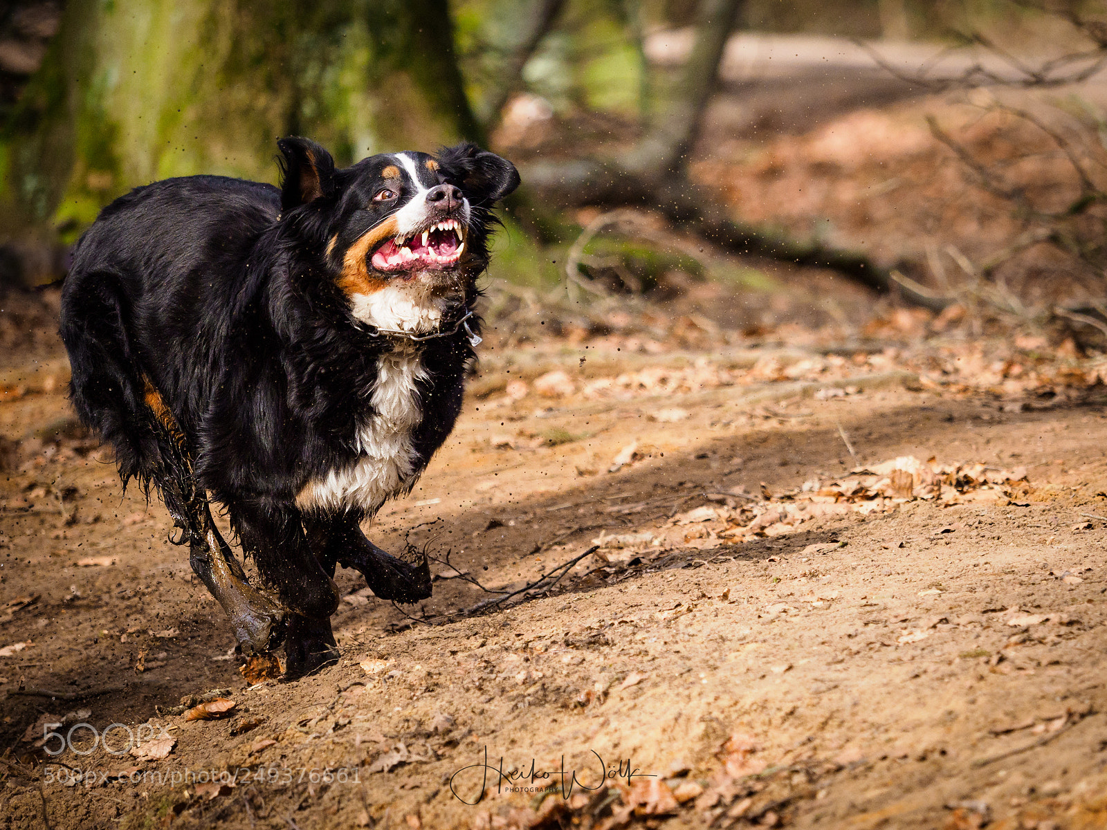Olympus OM-D E-M1 Mark II sample photo. Lucy photography