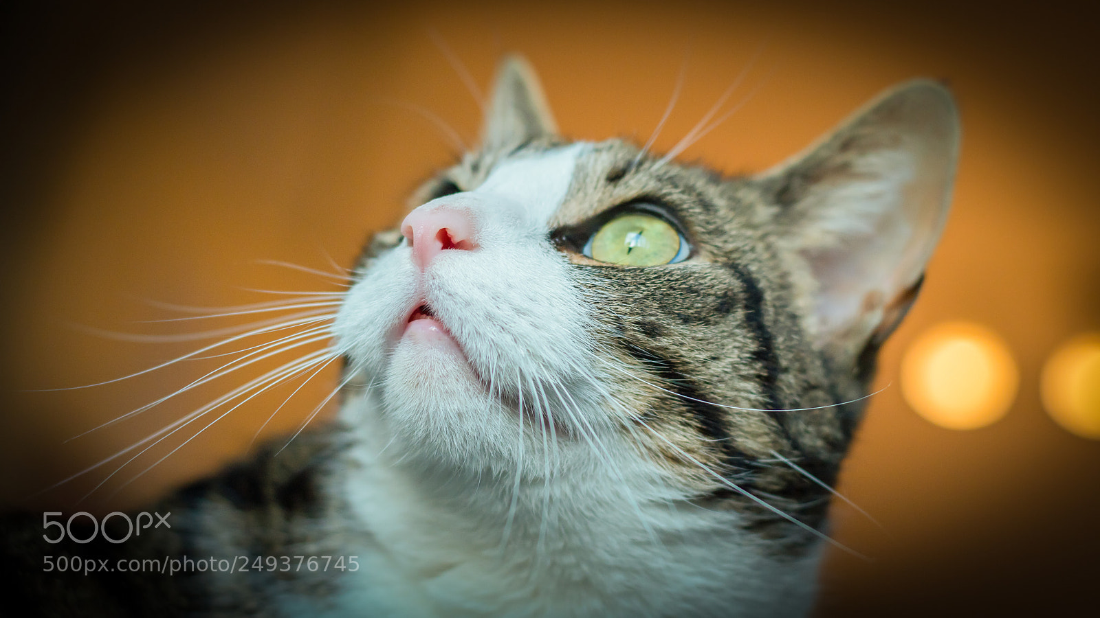 Nikon D500 sample photo. Cat looks photography