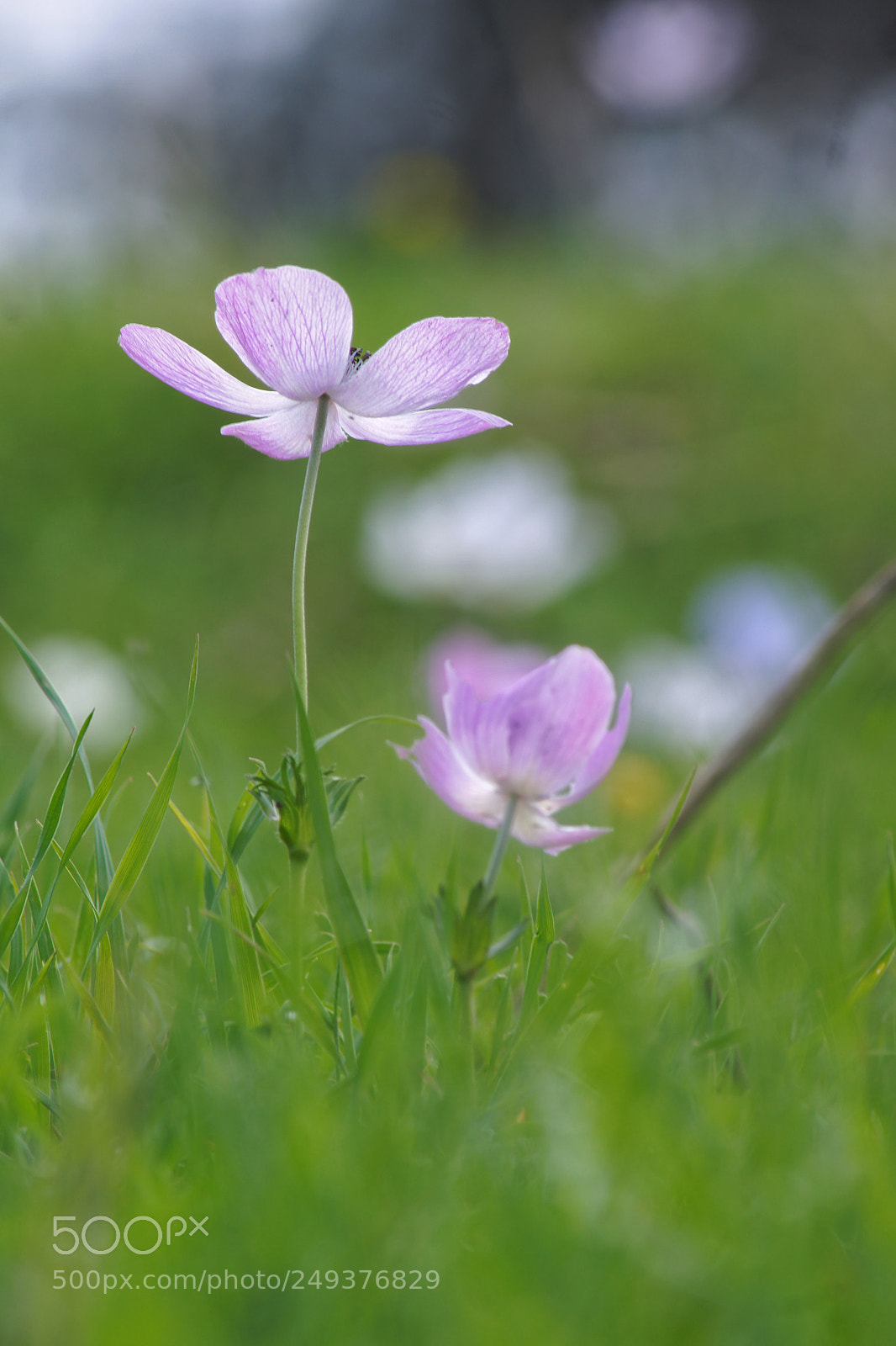 Sony SLT-A77 sample photo. Spring flowers photography