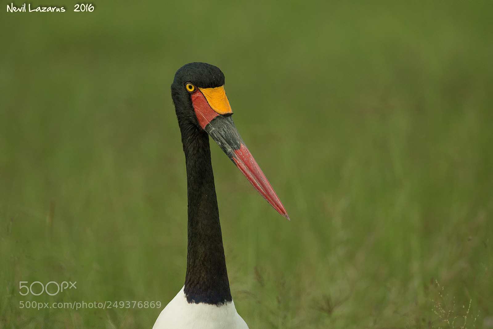 Canon EOS-1D X sample photo. Portrait of a saddle-billed photography