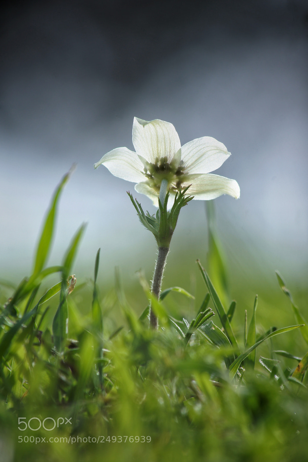 Sony SLT-A77 sample photo. Wild flower photography