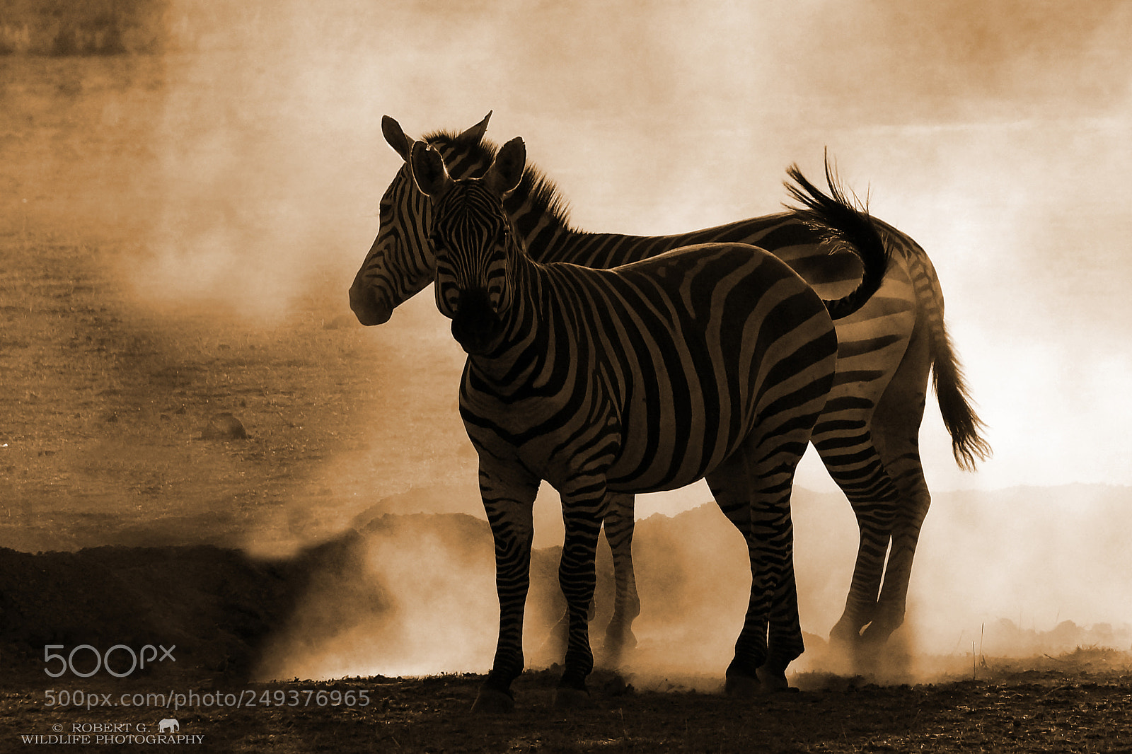 Sony SLT-A77 sample photo. Zebra and dust 2 photography