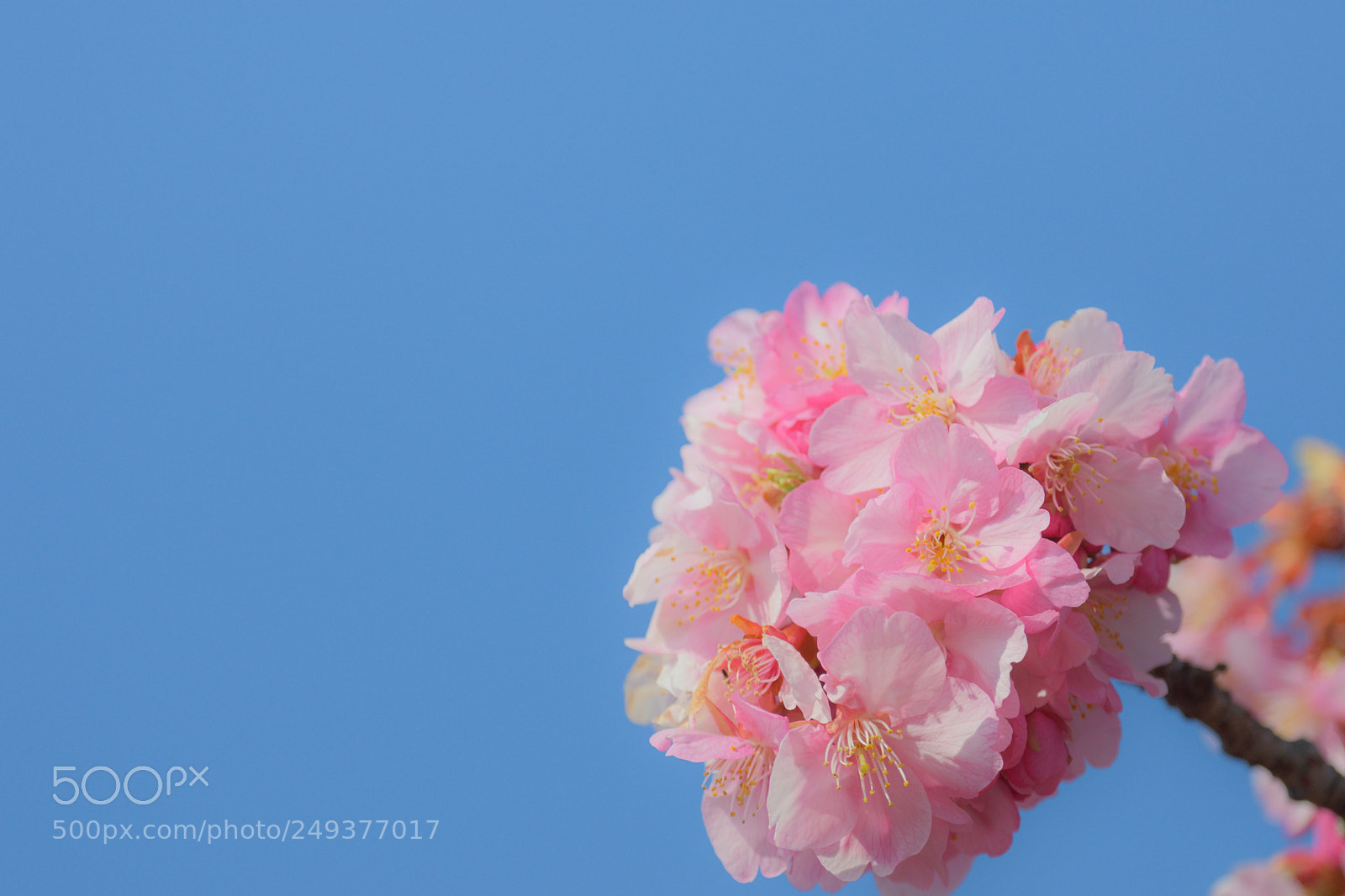 Nikon D7200 sample photo. Kawazu-zakura photography