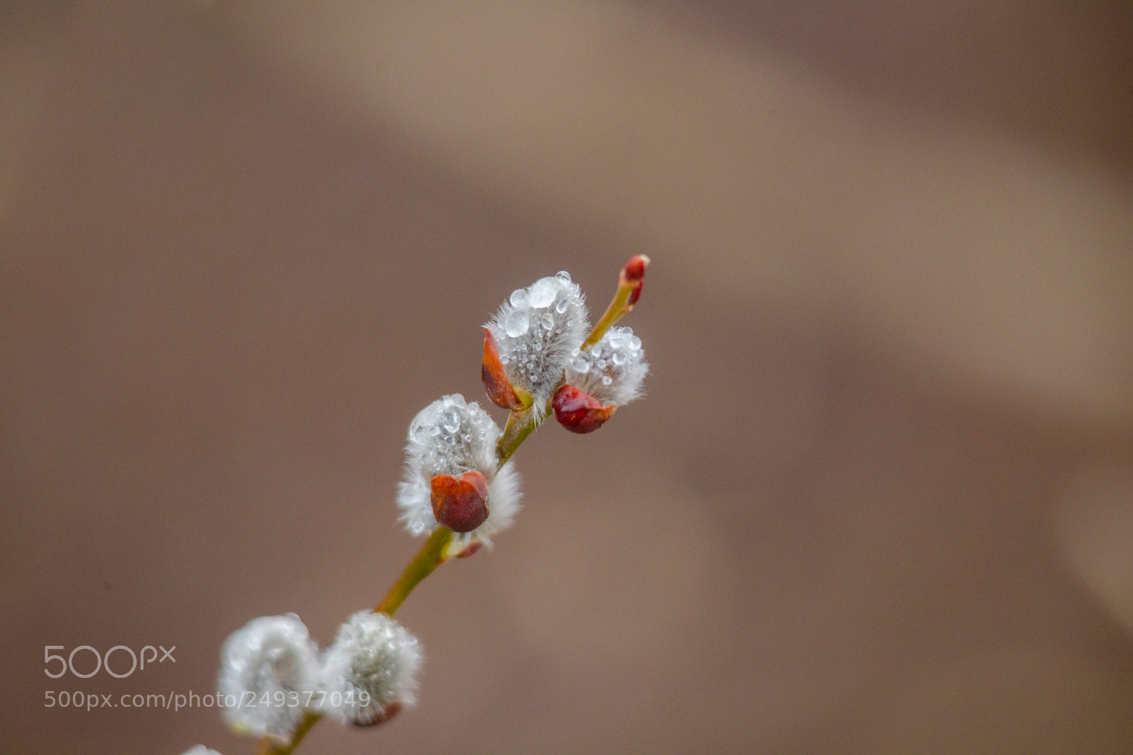 Canon EOS-1D Mark IV sample photo. Drops of water hang photography