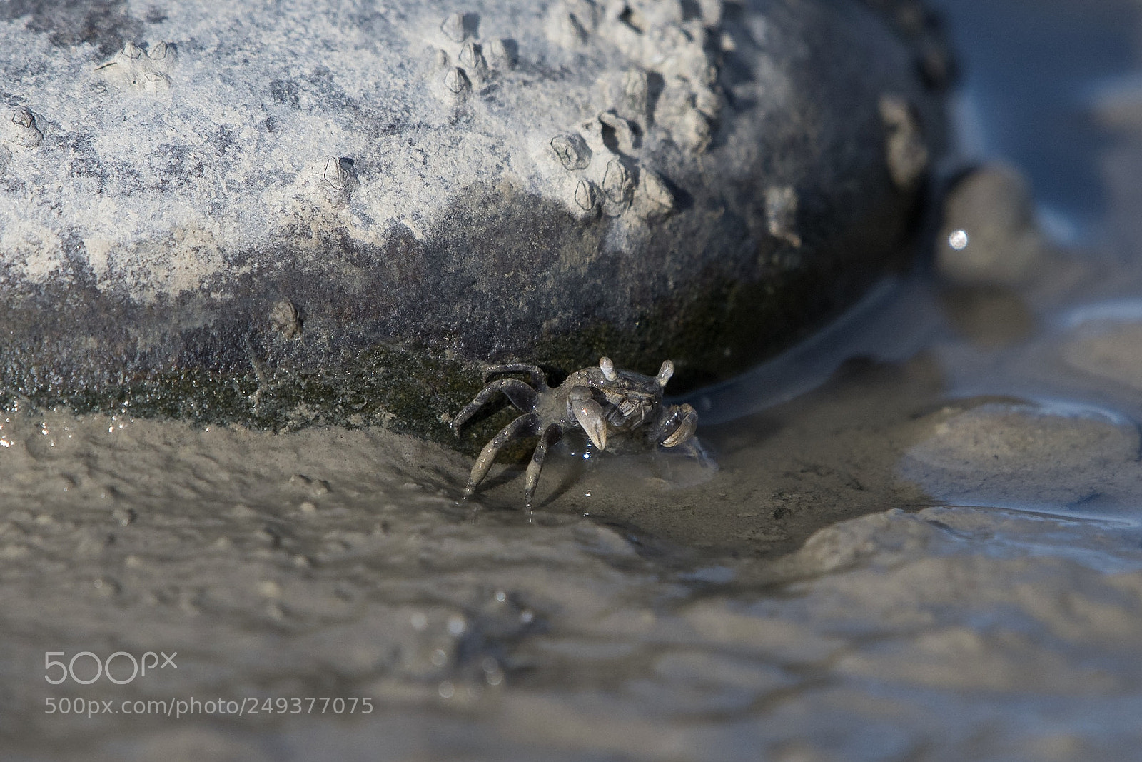 Nikon D500 sample photo. Tunnelling mud crab p photography