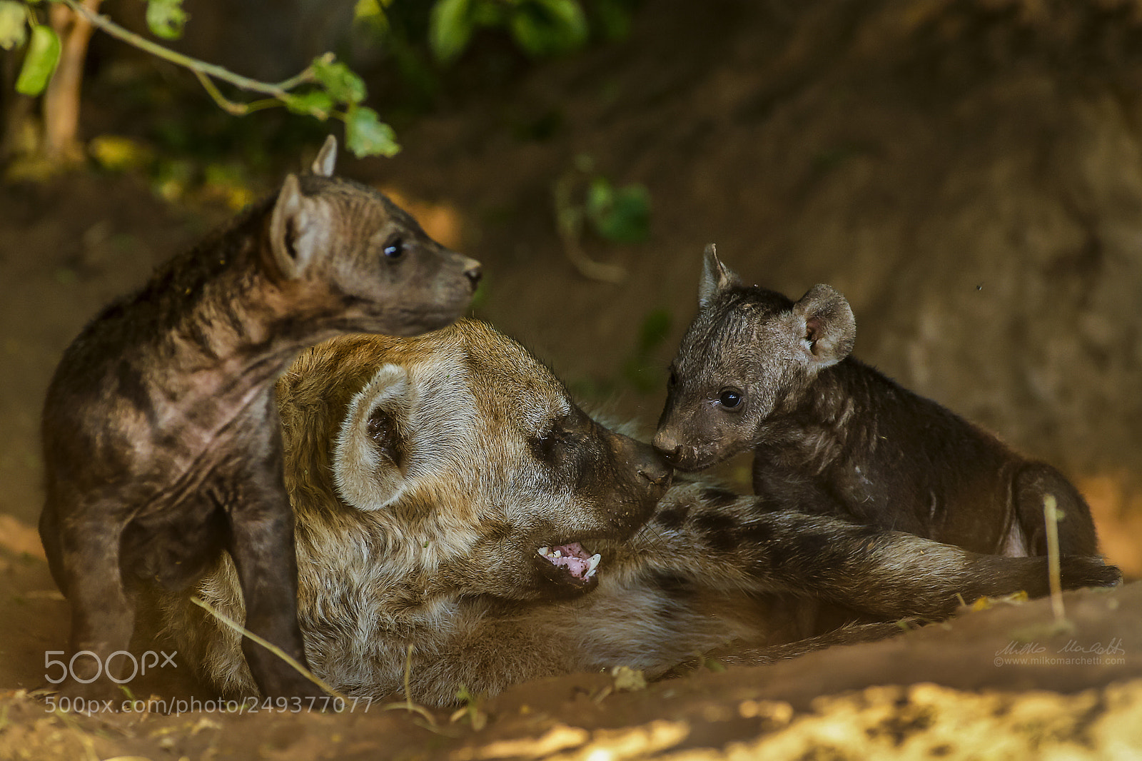 Canon EOS-1D X sample photo. Hyena and cubs photography