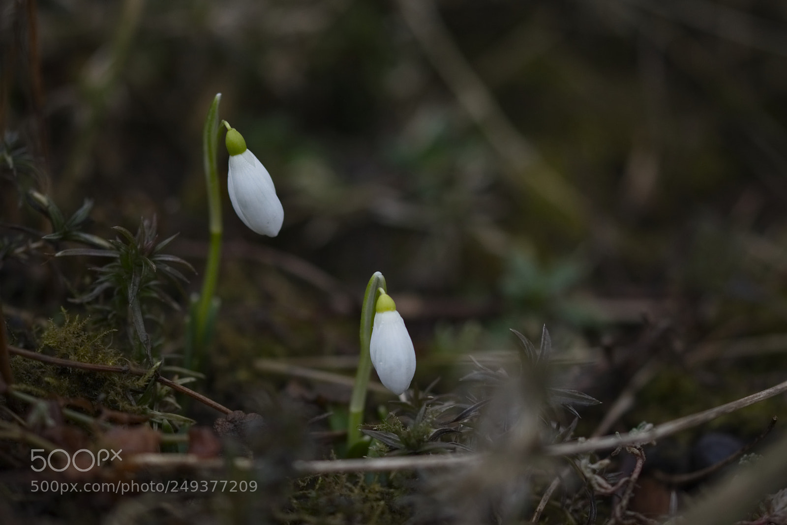 Nikon D3300 sample photo. Galanthus nivalis photography