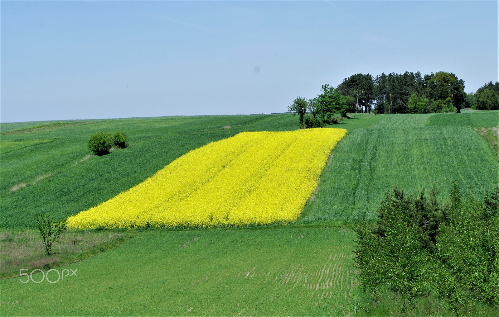 Samsung GX-20 sample photo. Yellow carpet... photography