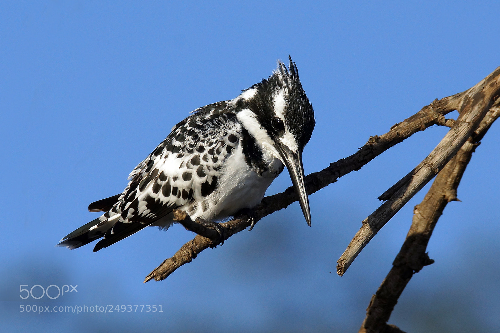 Sony SLT-A77 sample photo. Kingfisher photography