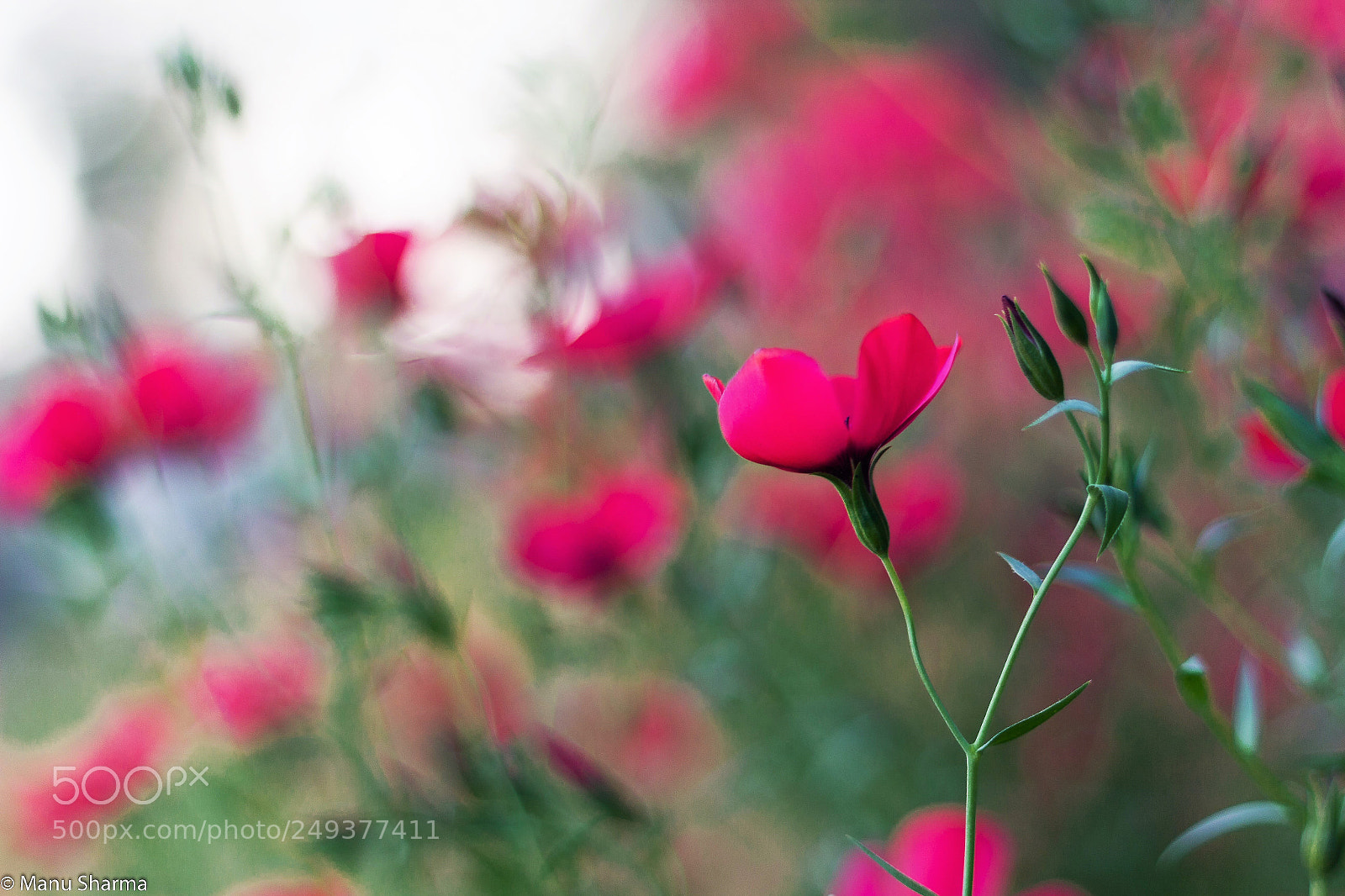 Canon EOS 550D (EOS Rebel T2i / EOS Kiss X4) sample photo. Random flower shot with photography