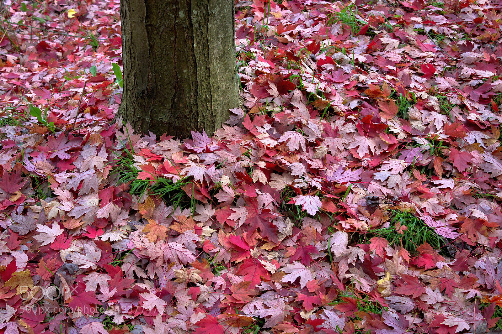 Canon EOS 1100D (EOS Rebel T3 / EOS Kiss X50) sample photo. Les feuilles mortes photography