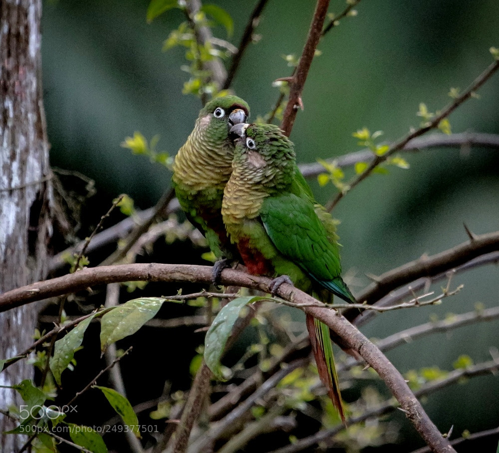 Canon EOS 700D (EOS Rebel T5i / EOS Kiss X7i) sample photo. Maroon-bellied parakeet pyrrhura frontalis photography