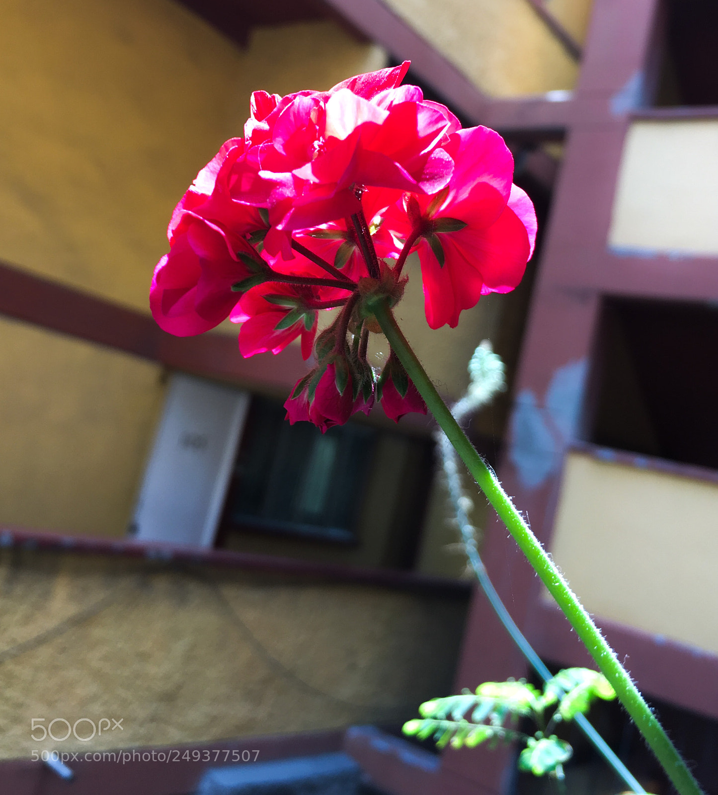 Apple iPhone SE sample photo. Geranios photography