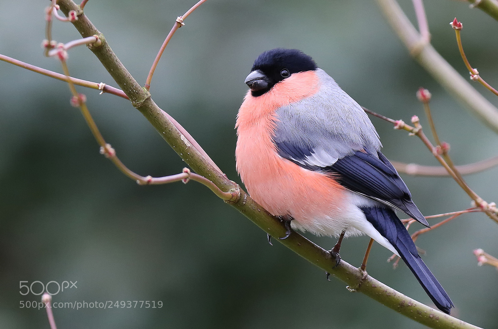 Canon EOS 7D Mark II sample photo. Eurasian bullfinch photography