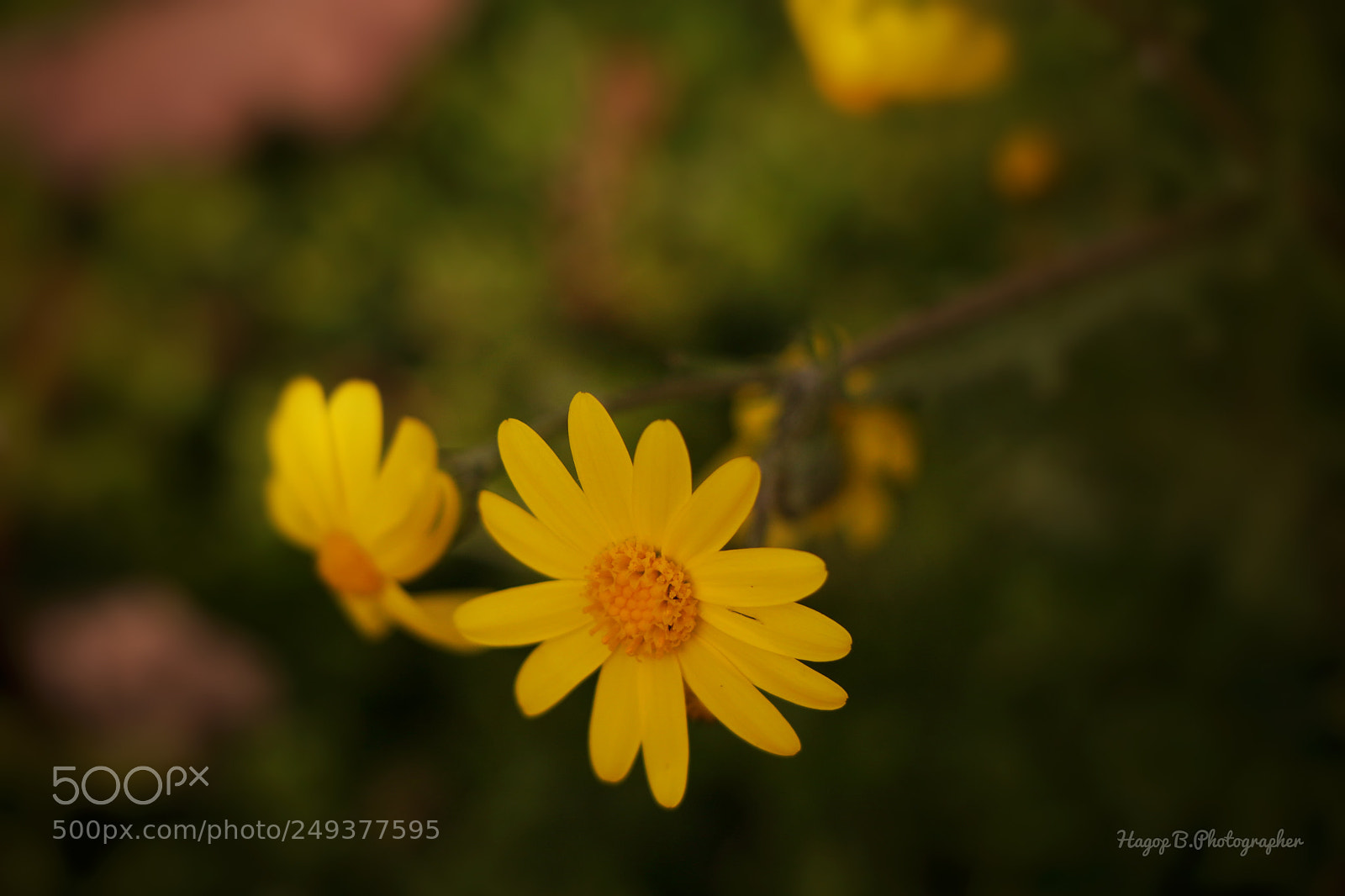 Canon EOS 80D sample photo. Yellow impressive  photography