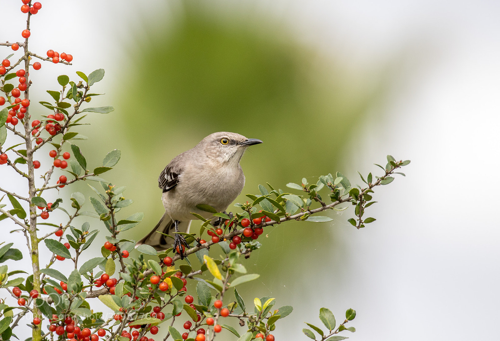 Canon EOS 7D Mark II sample photo. Mockingbird photography