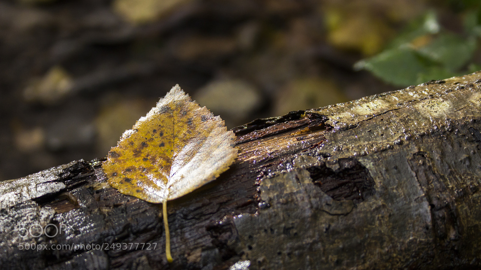 Canon EOS 600D (Rebel EOS T3i / EOS Kiss X5) sample photo. Leaf photography