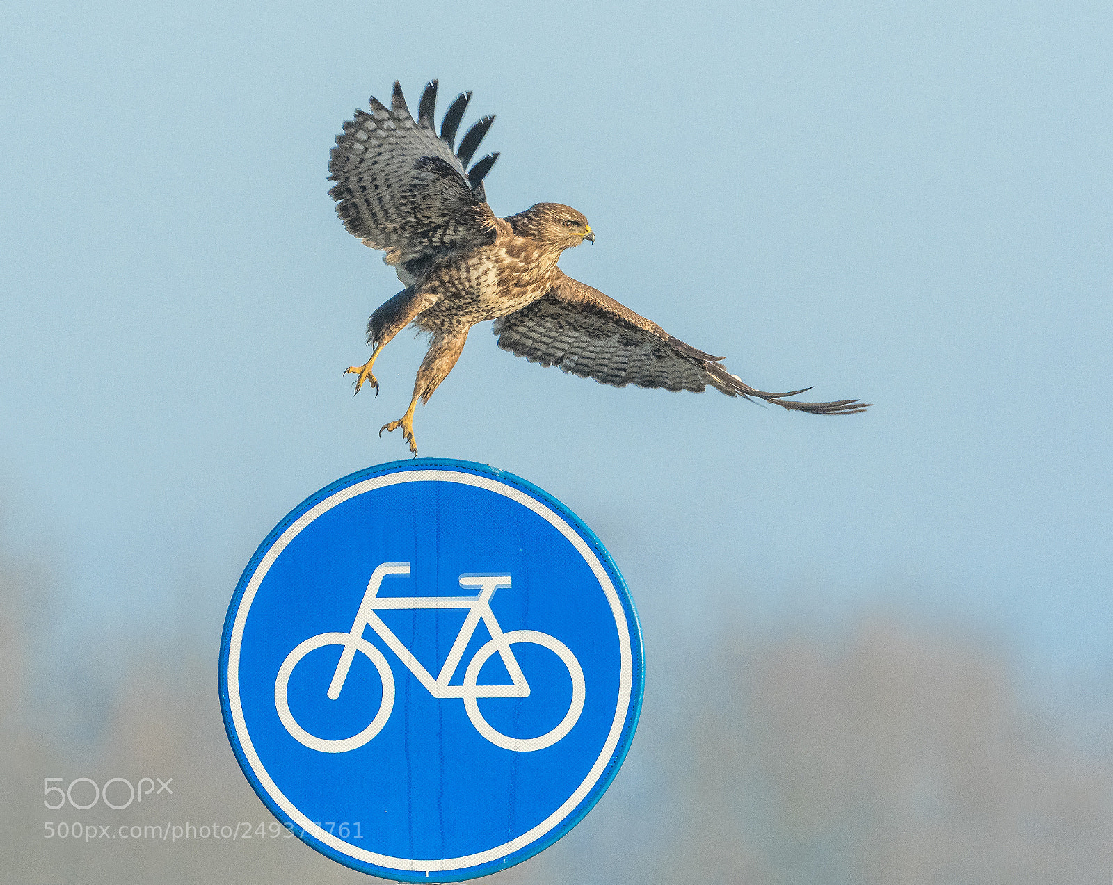 Nikon D500 sample photo. Buzzard leaving photography