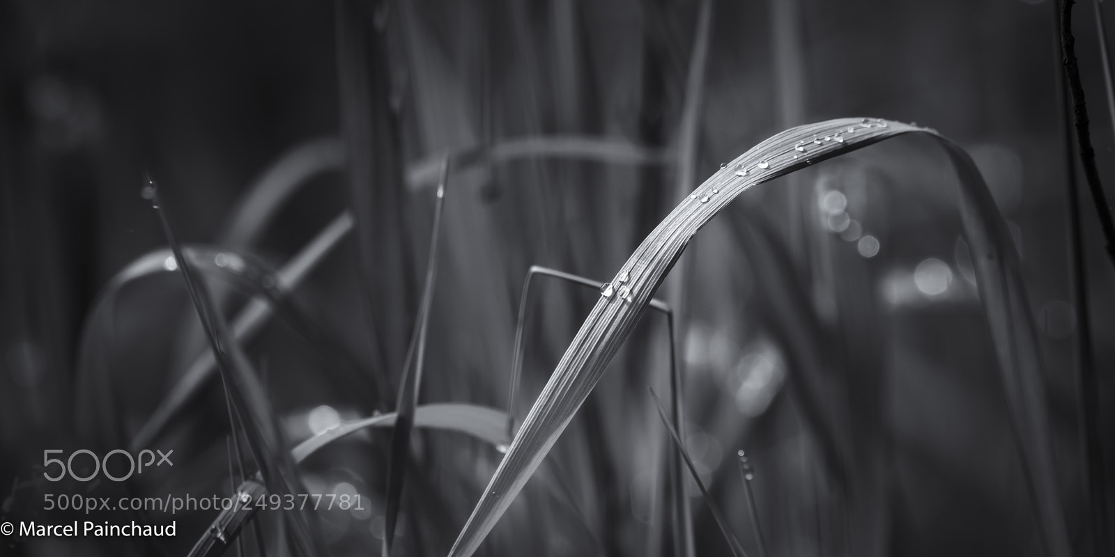 Nikon D810 sample photo. Patches of light vii photography