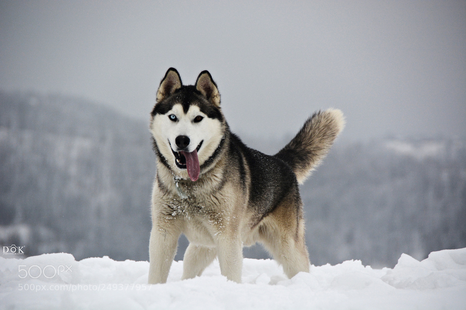 Nikon D7100 sample photo. Husky photography