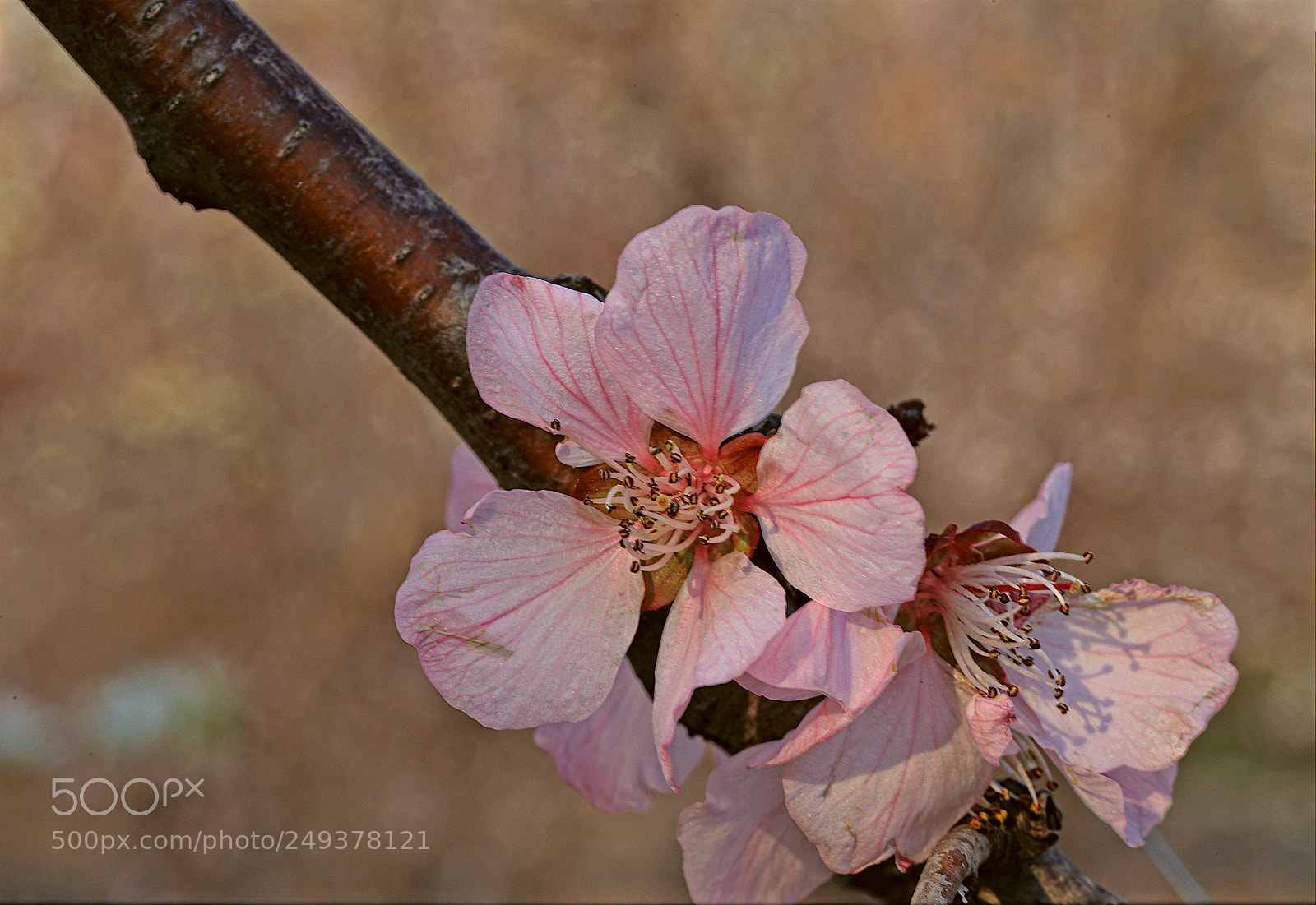 Canon EOS 5DS R sample photo. Untitled photography