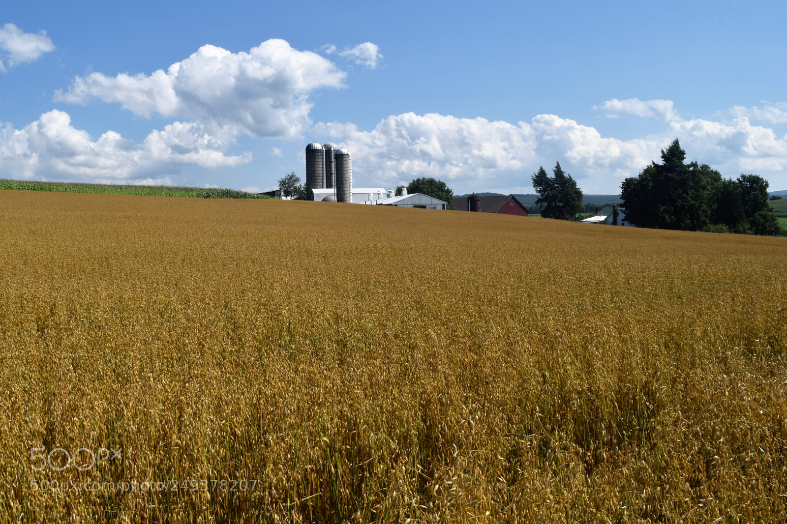 Nikon D3300 sample photo. Grain field photography