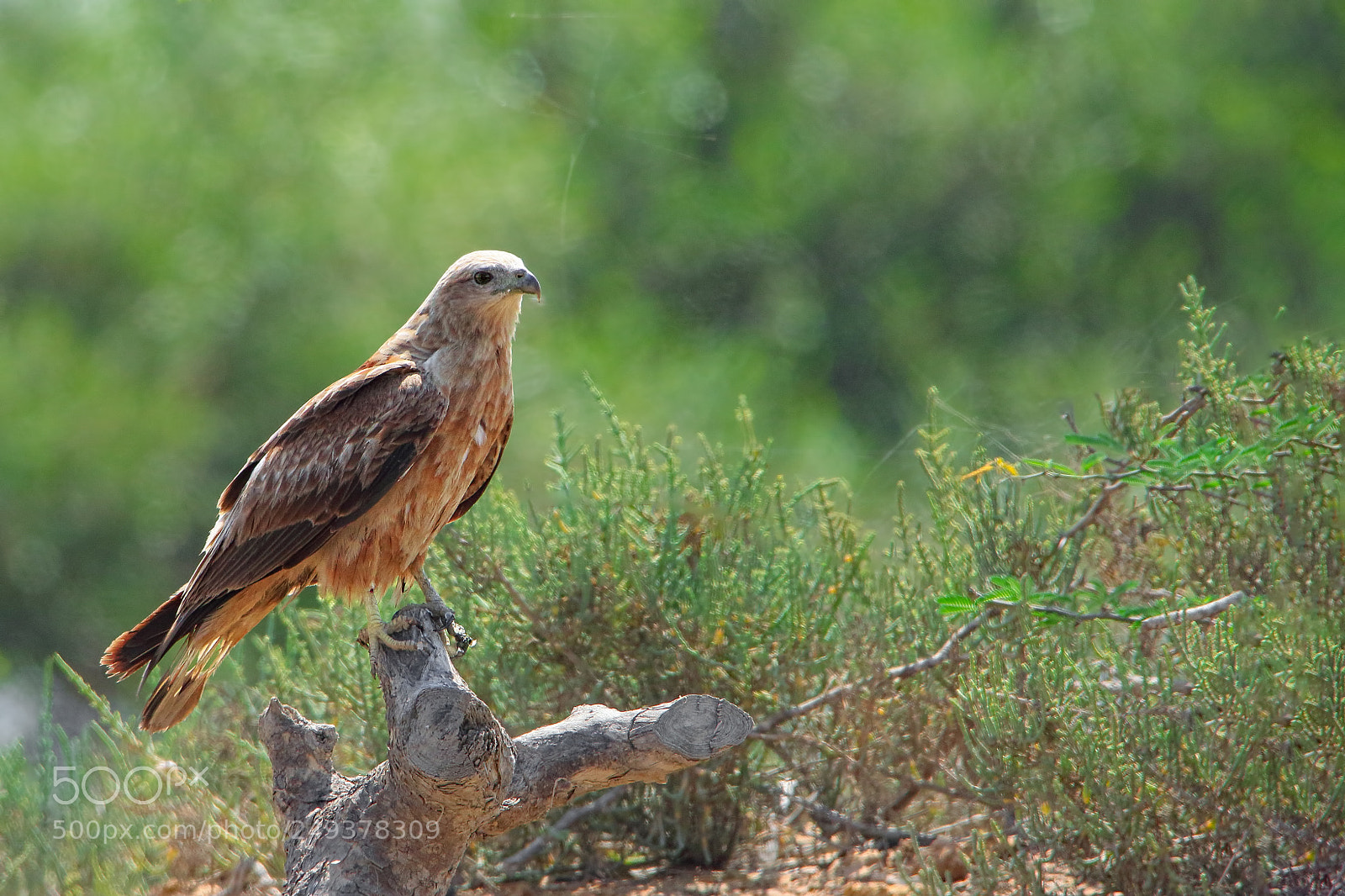 Canon EOS 7D Mark II sample photo. Brahminy kite (juv.) photography