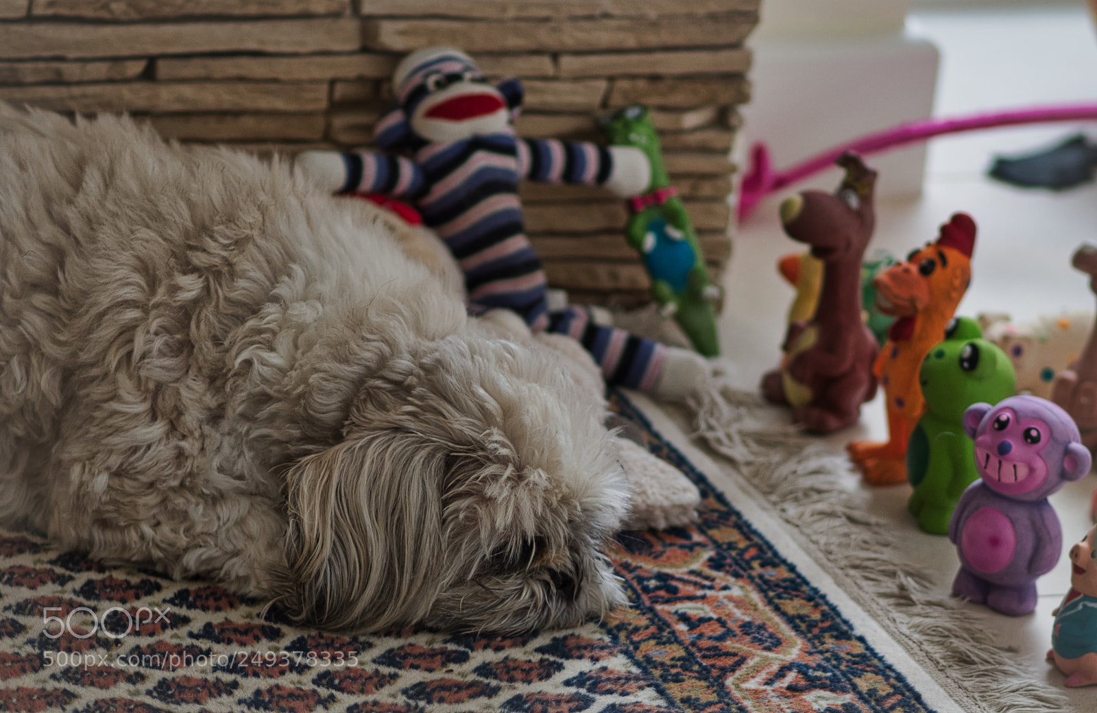 Olympus OM-D E-M1 Mark II sample photo. Shih tzu napping with photography