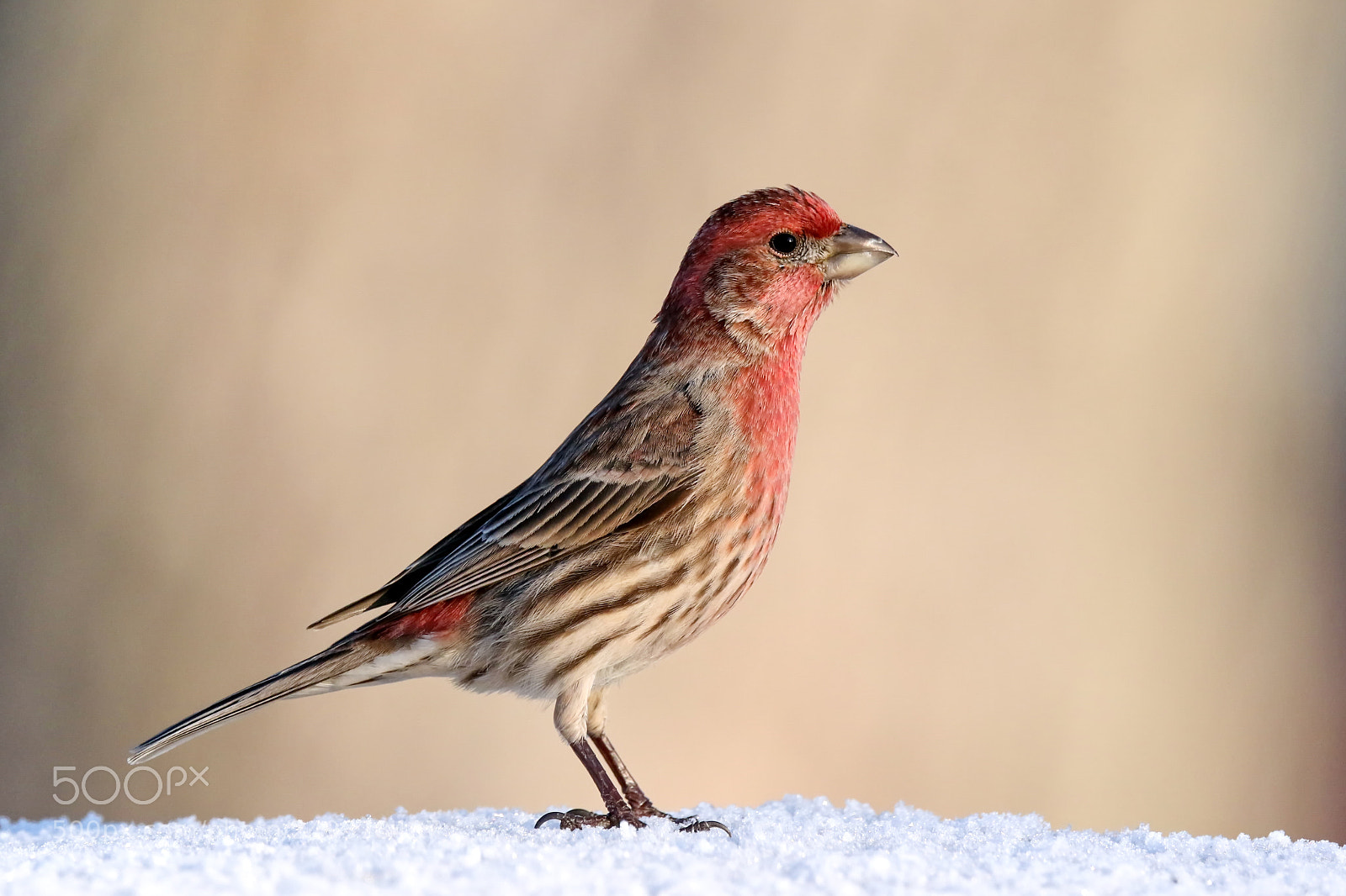 Canon EOS 7D Mark II sample photo. House finch photography