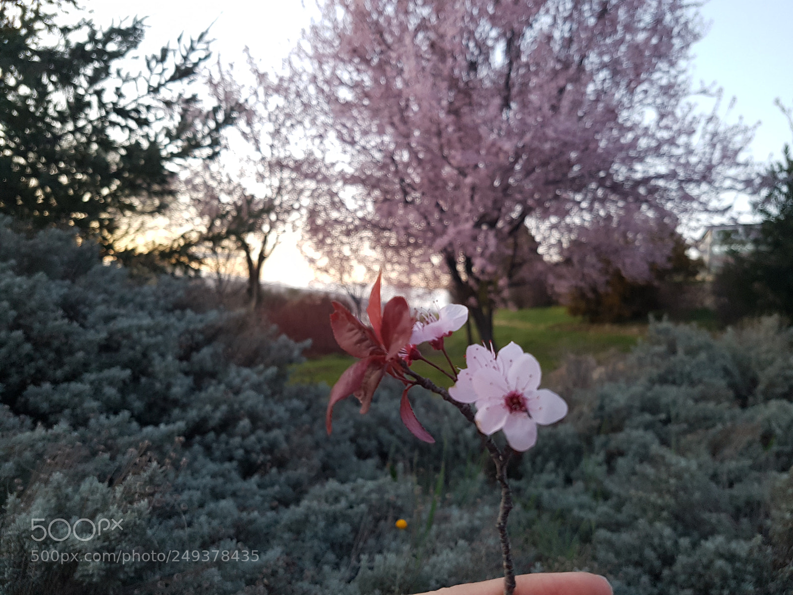 Samsung Galaxy S7 Edge sample photo. Untitled photography