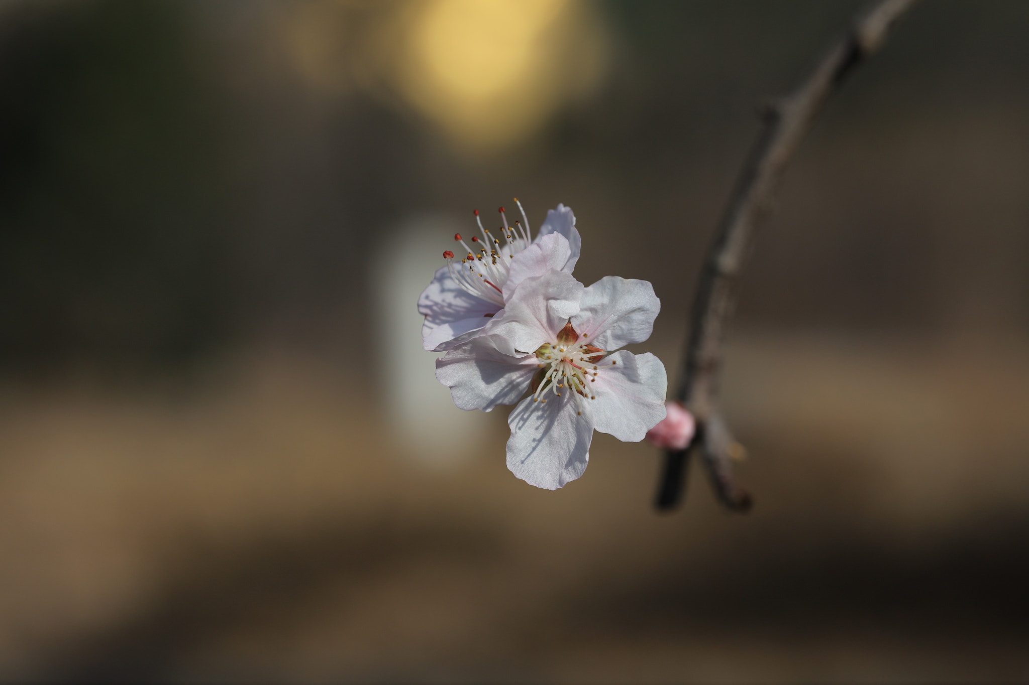 Canon EOS 5DS R sample photo