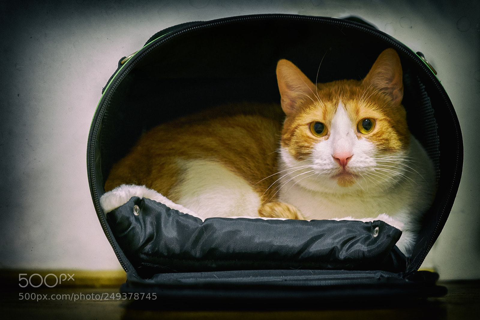 Sony a7R II + Sony FE 90mm F2.8 Macro G OSS sample photo. 2018_03_14 photography