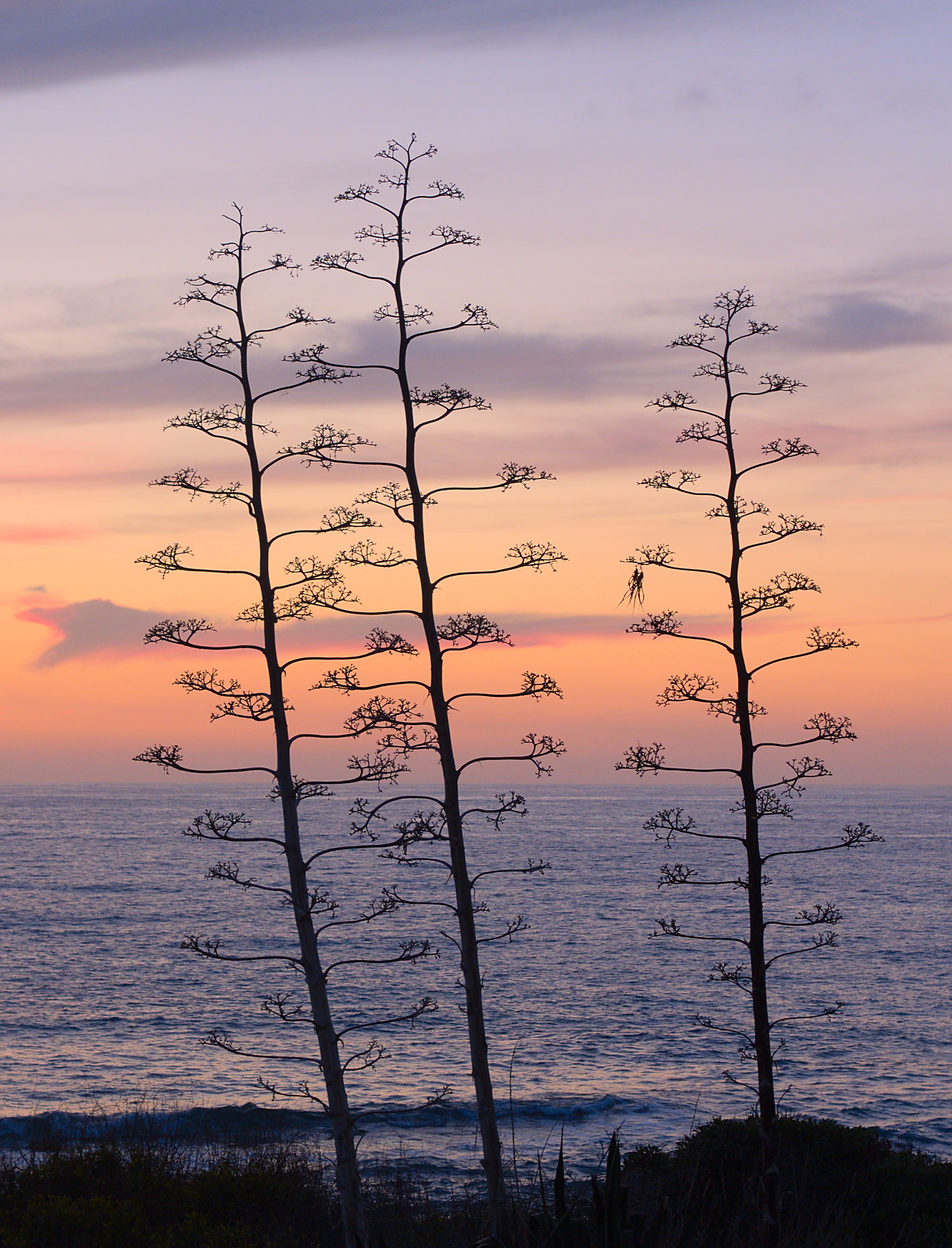 Olympus PEN E-PM2 sample photo. Three trees at blue hour photography