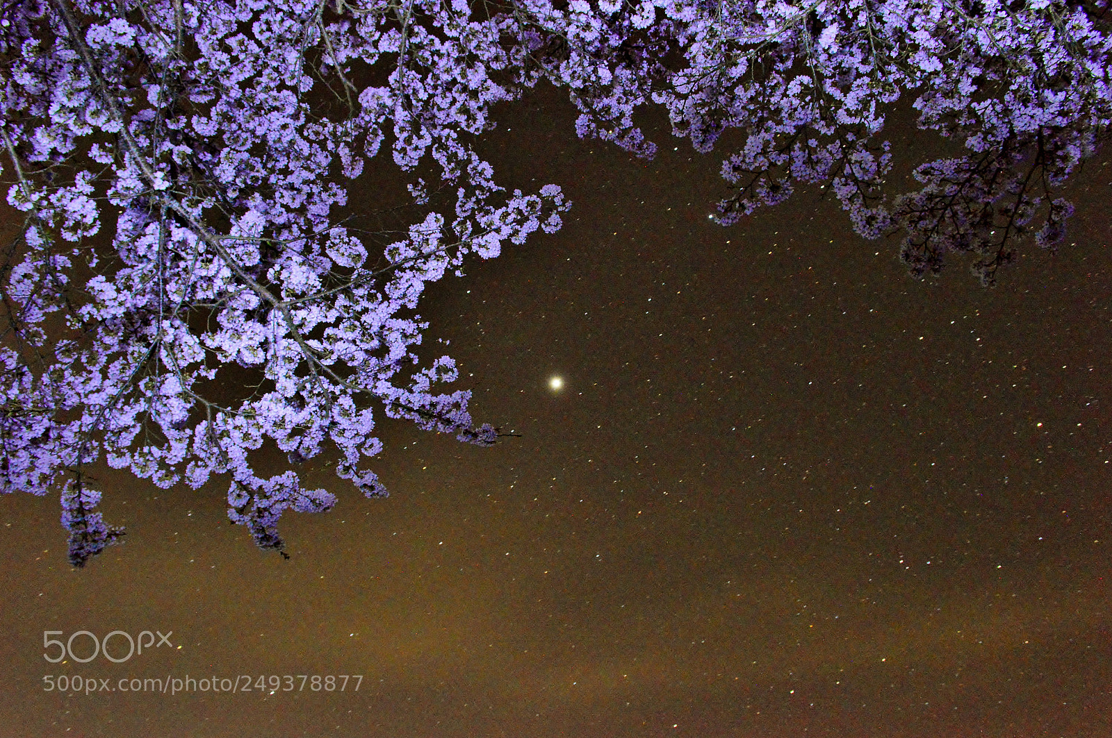 Nikon D3200 sample photo. Nightsky......봄 밤 photography