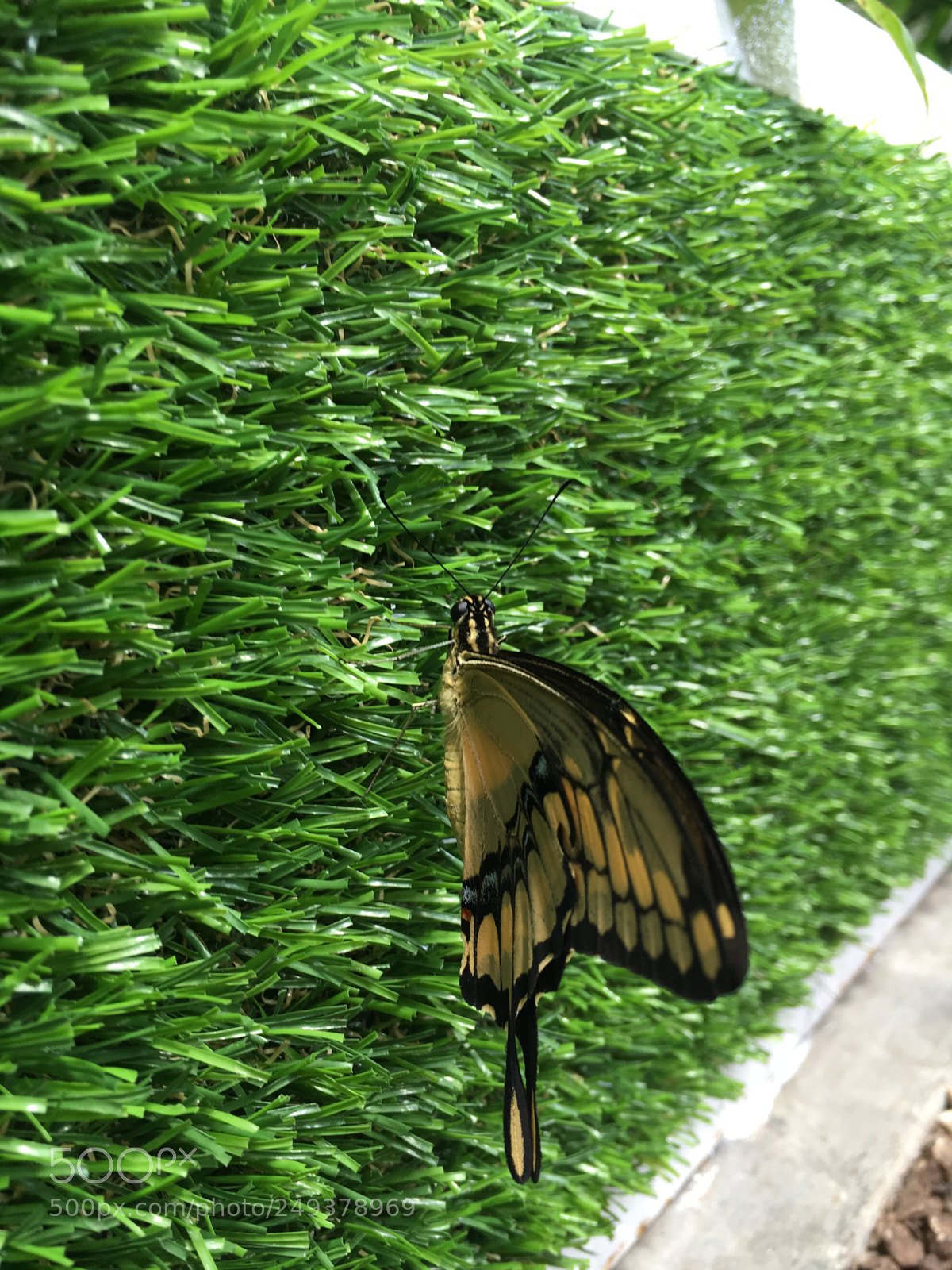 Apple iPhone 6s sample photo. Untitled photography