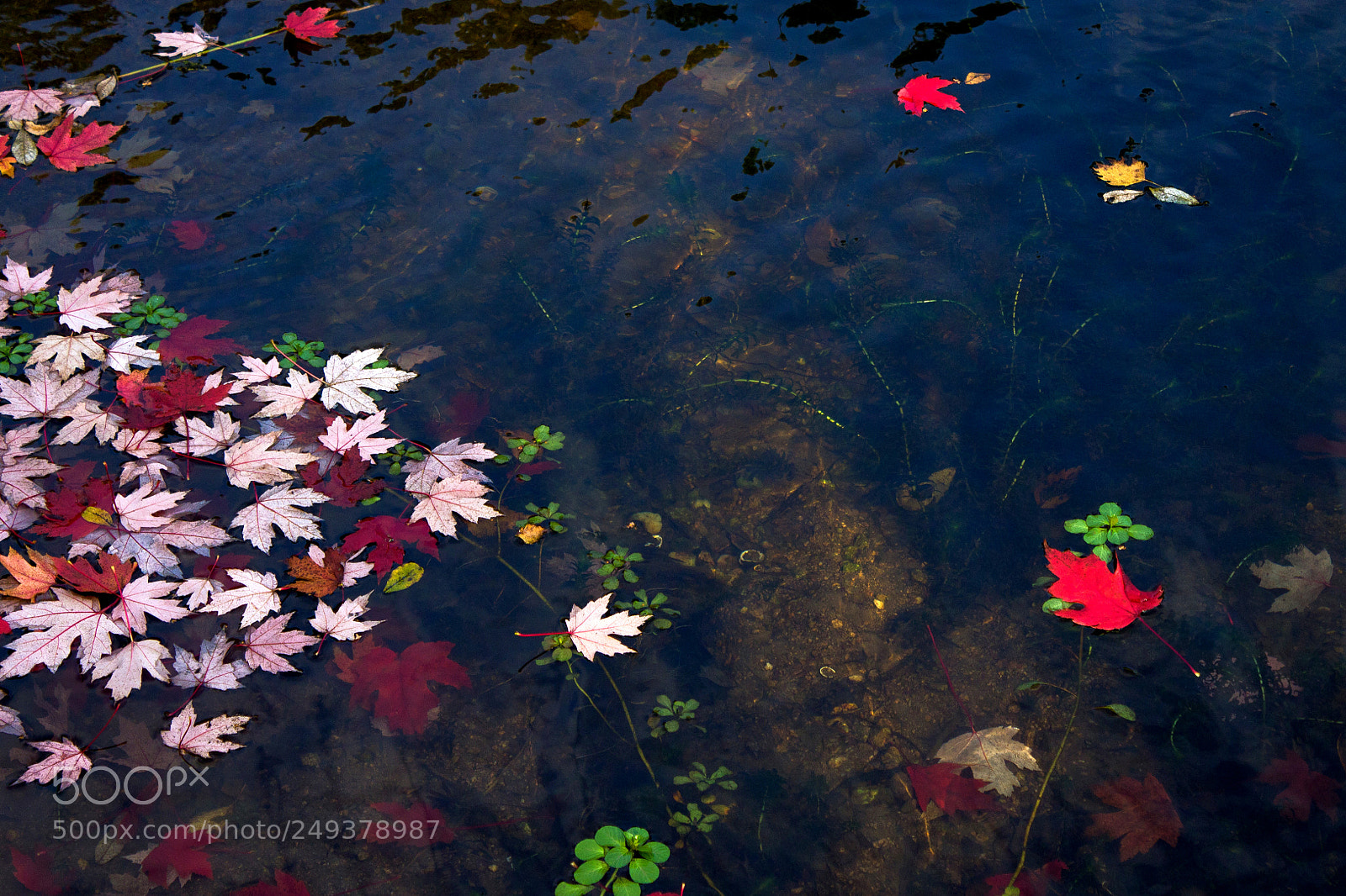 Canon EOS 1100D (EOS Rebel T3 / EOS Kiss X50) sample photo. Les feuilles mortes photography