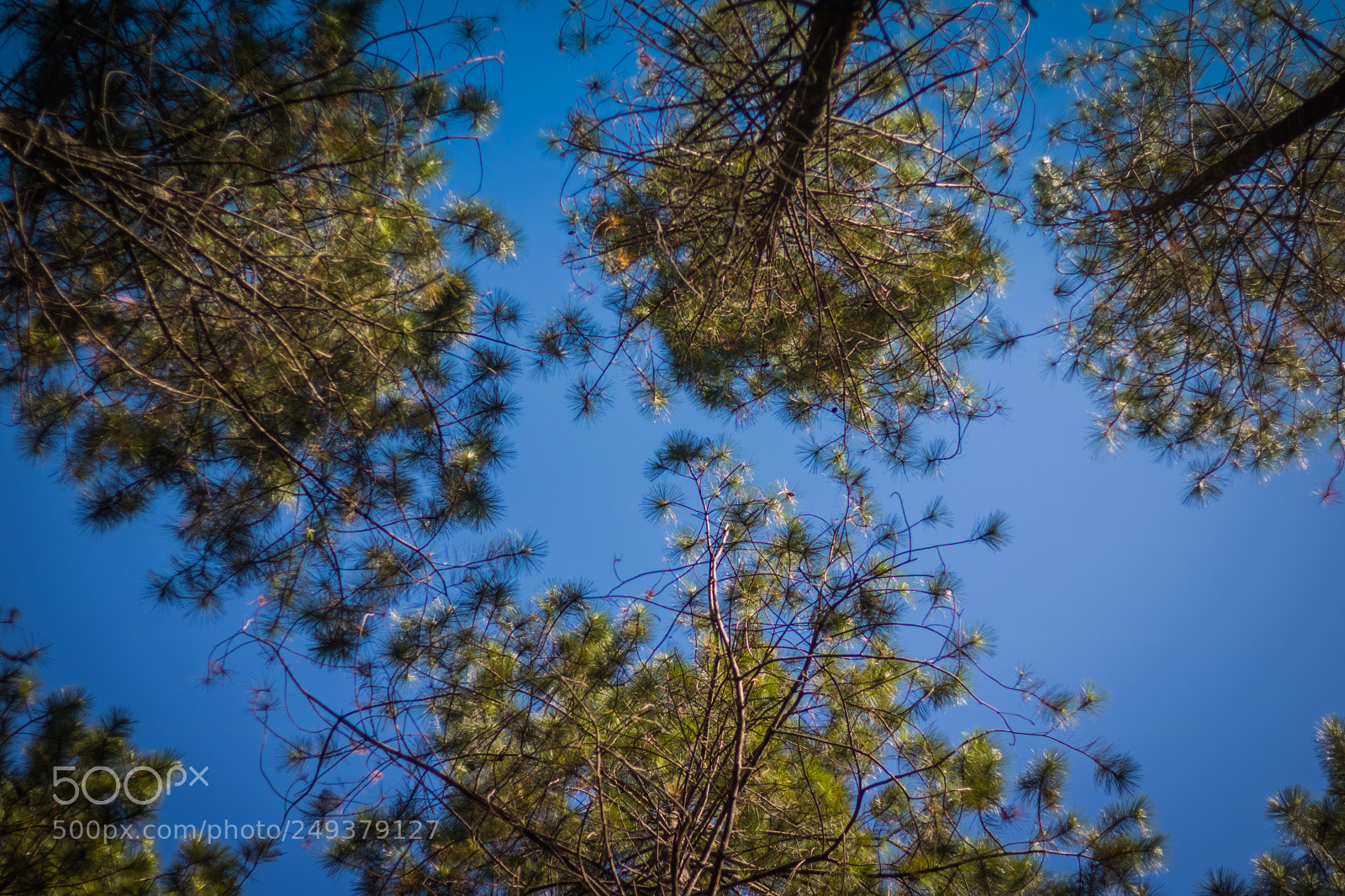 Canon EOS 760D (EOS Rebel T6s / EOS 8000D) sample photo. Green and blue photography