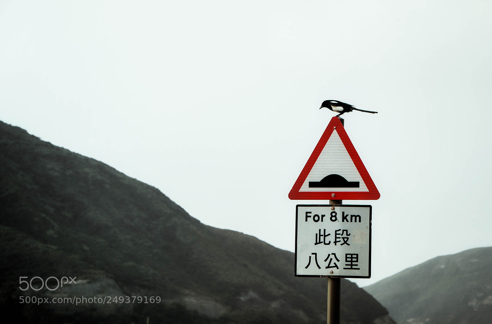 Canon EOS 800D (EOS Rebel T7i / EOS Kiss X9i) sample photo. Bird photography