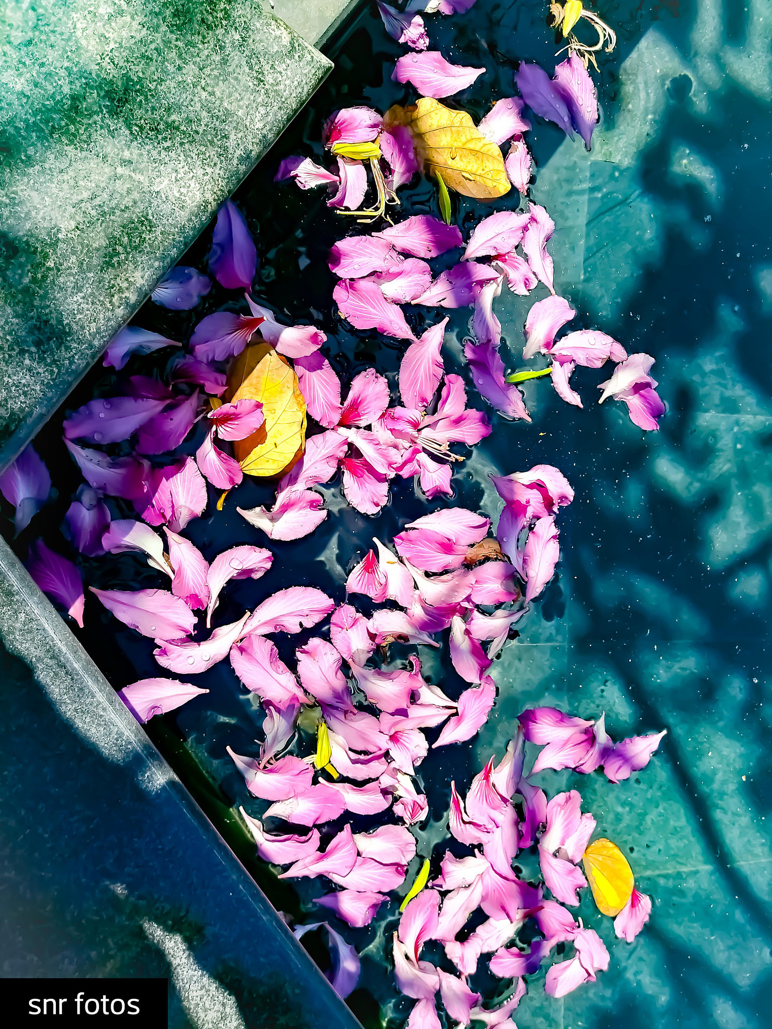 LG Q6 sample photo. Cornored... photography