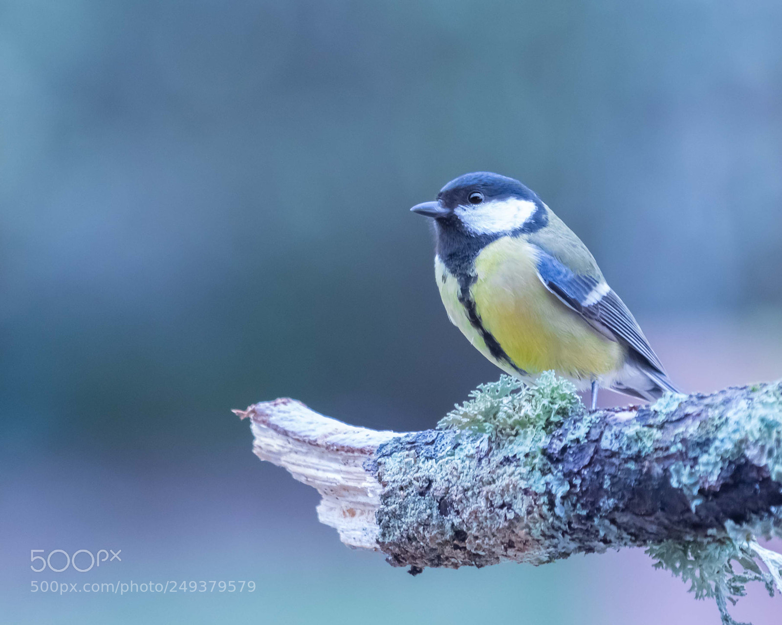 Canon EOS 80D sample photo. Mésange photography