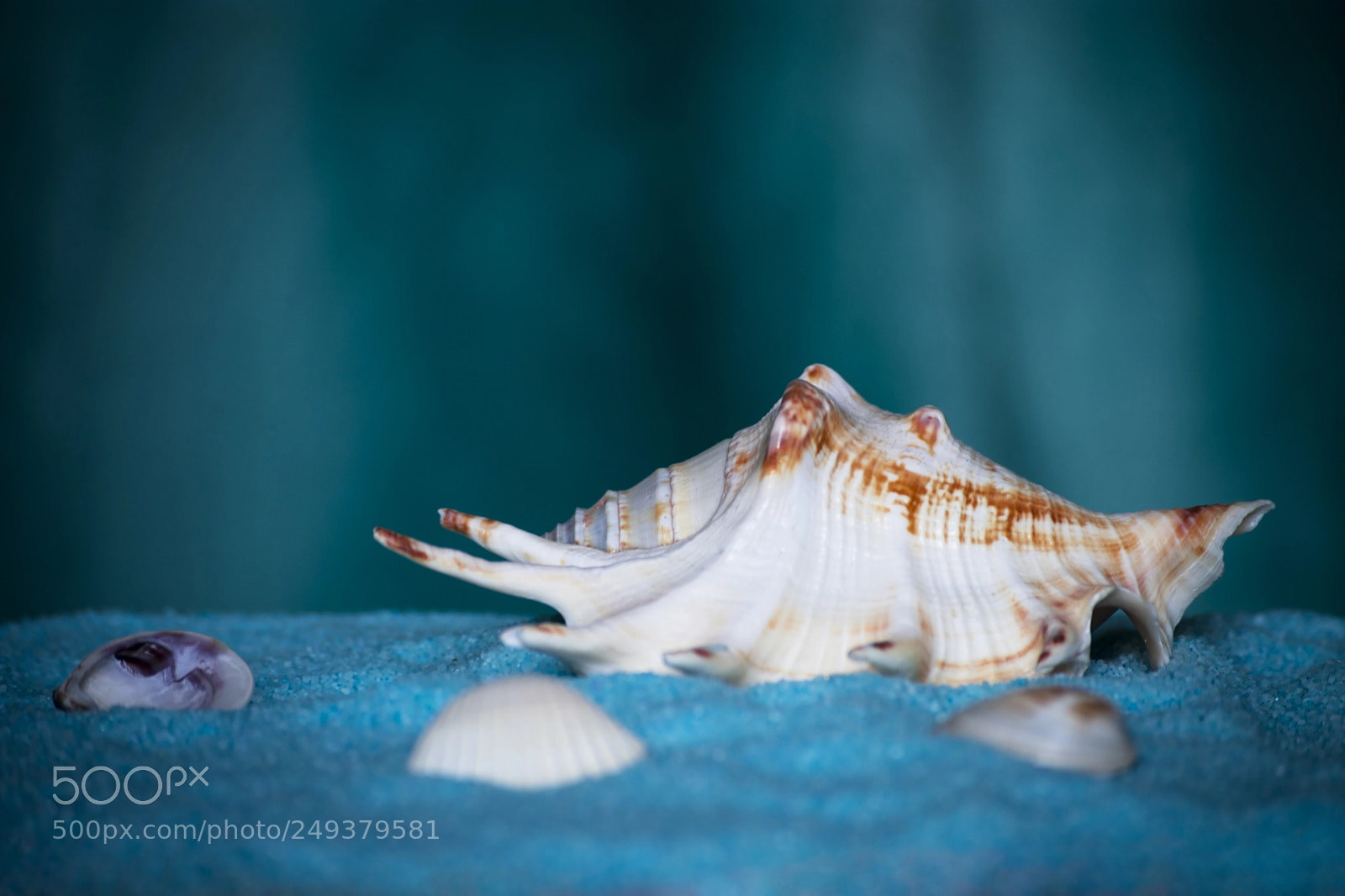 Nikon D3400 sample photo. Seashell with little babies photography