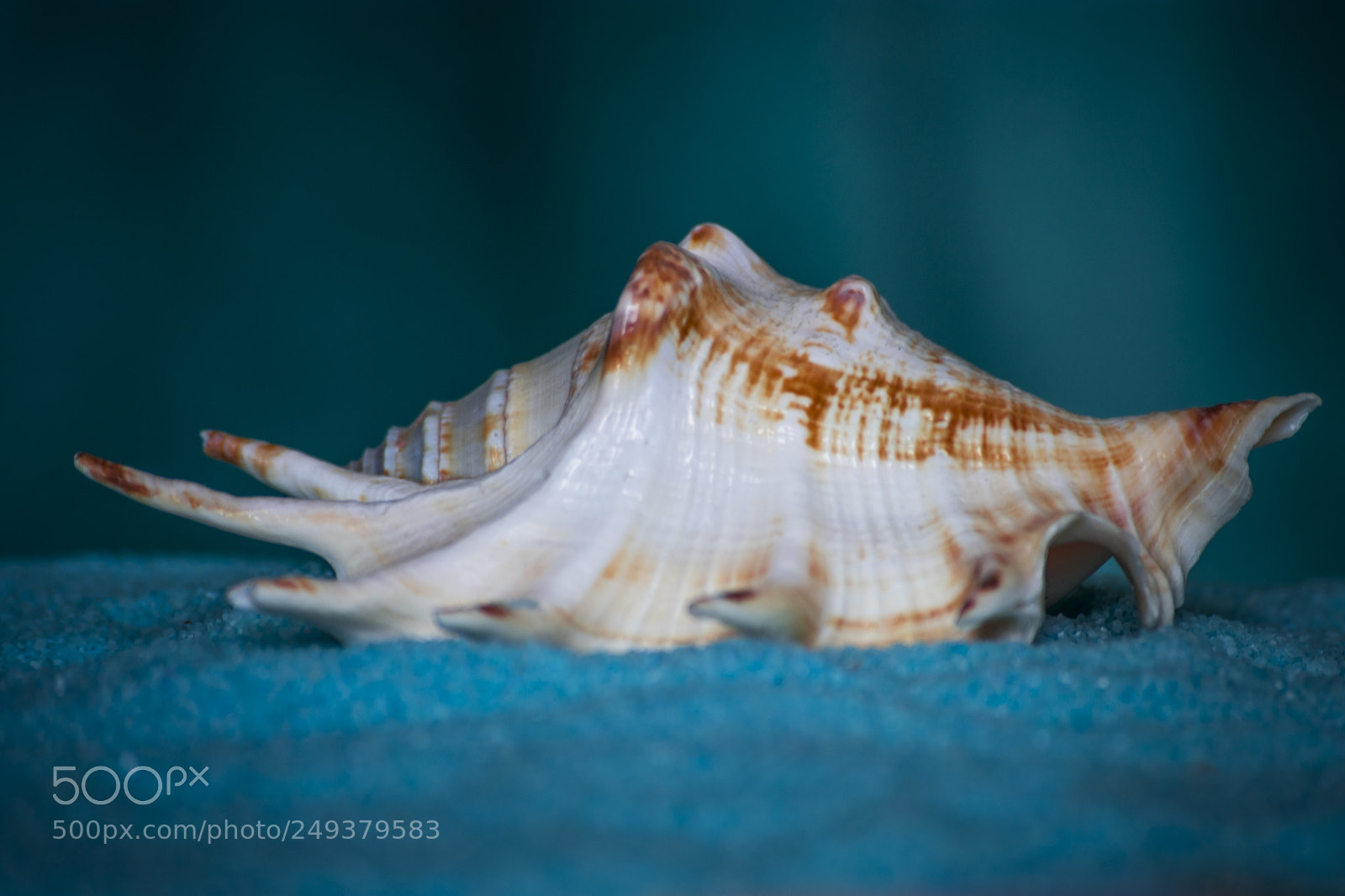 Nikon D3400 sample photo. Seashell from croatia photography