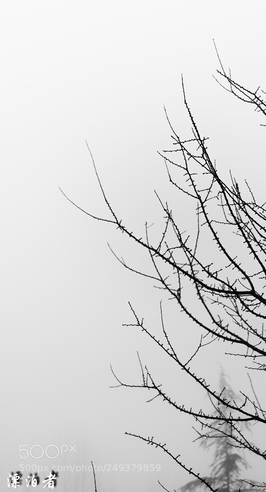 Nikon D610 sample photo. 冬枝 photography
