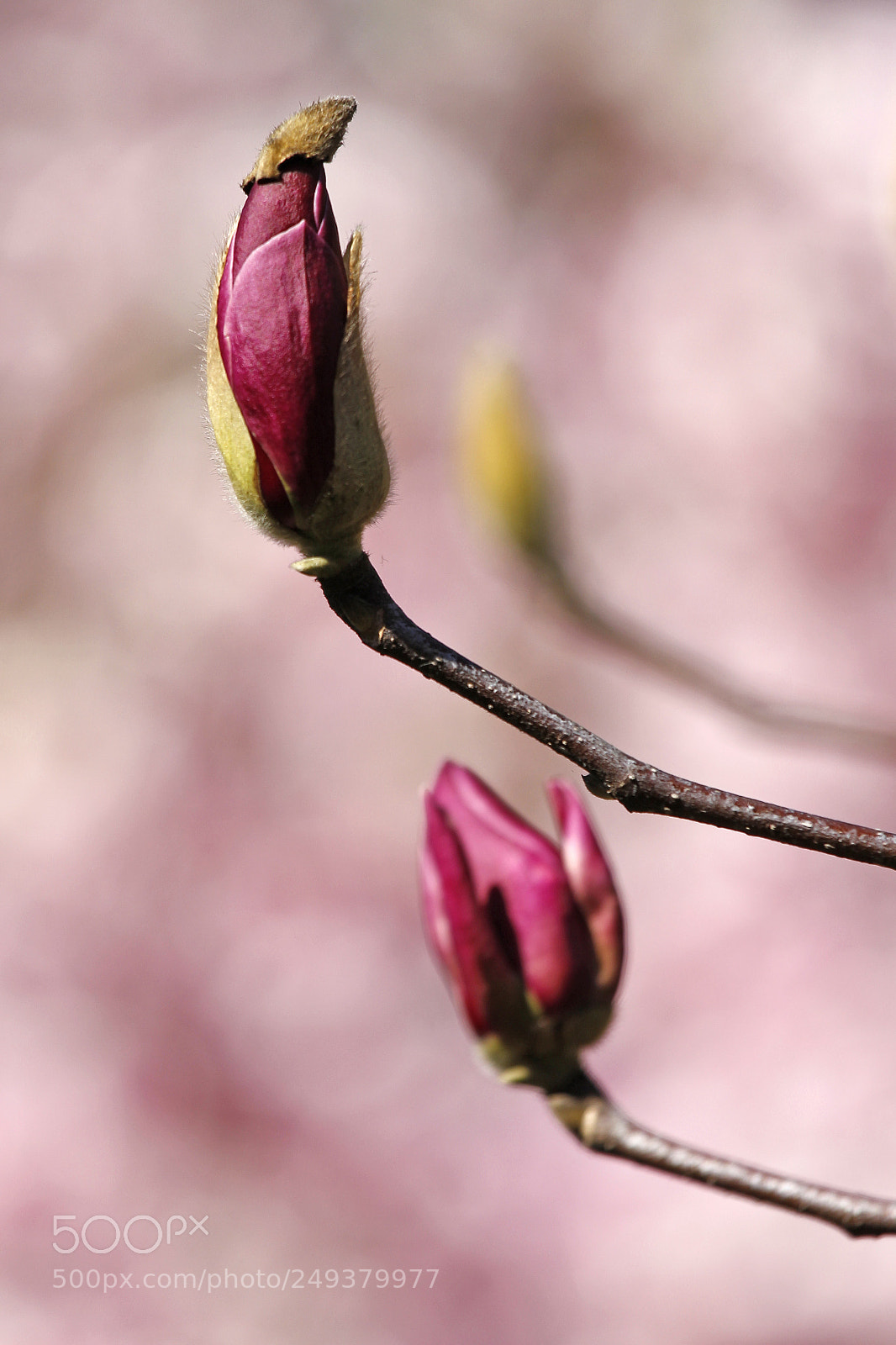 Canon EOS 700D (EOS Rebel T5i / EOS Kiss X7i) sample photo. Magnolias photography