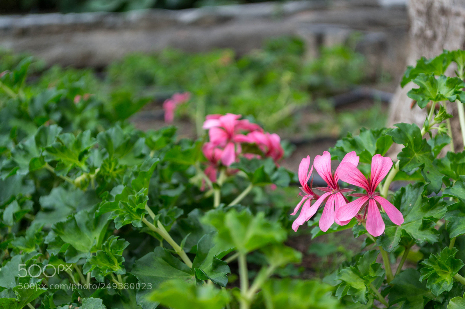 Nikon D3100 sample photo. Flower garden fuchsia pink photography